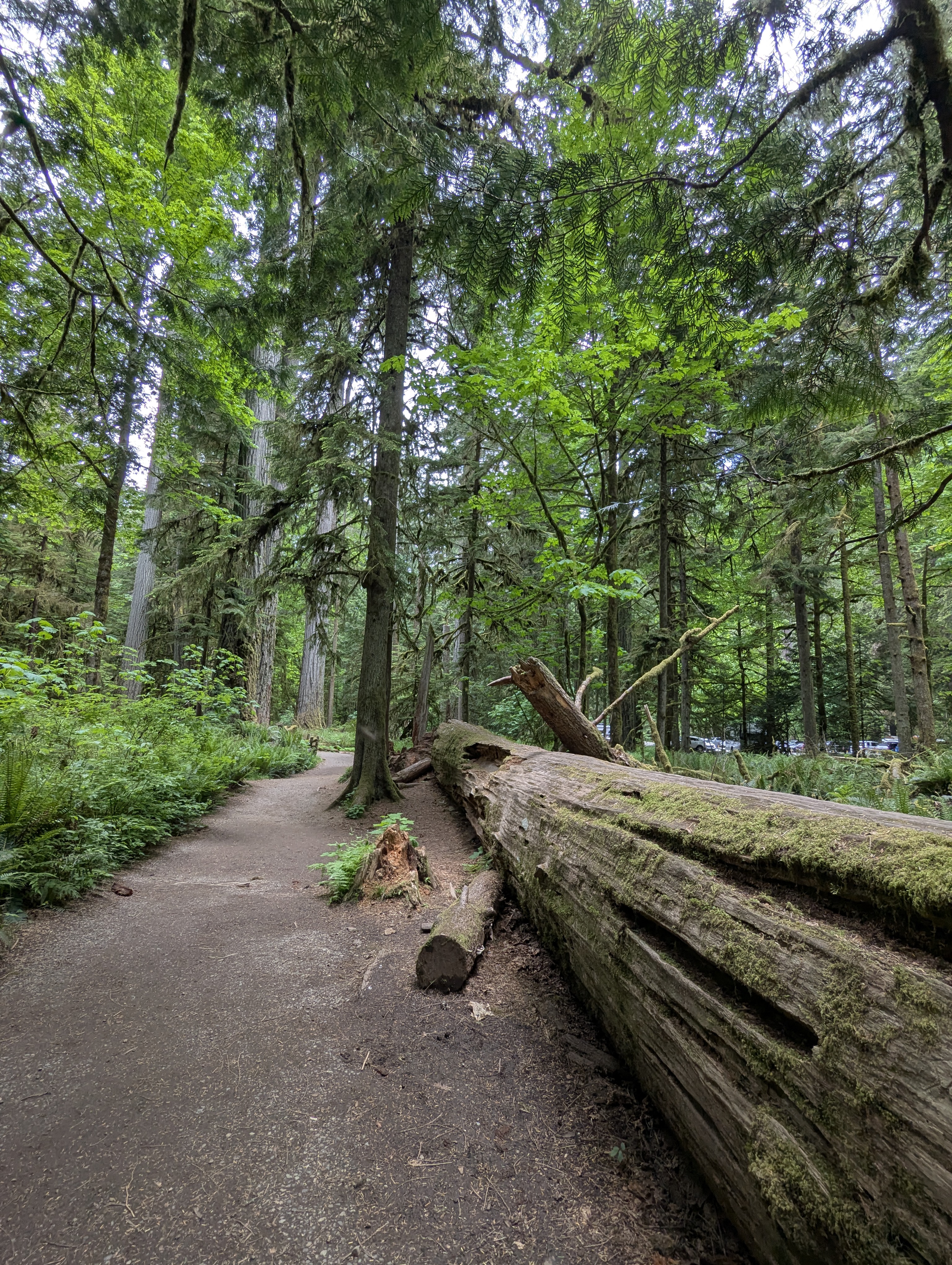 Birthday Trip to Canada, Cathedral Grove, Vancouver Island